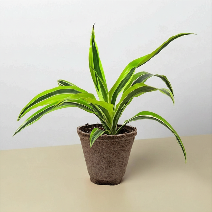 Dracaena &