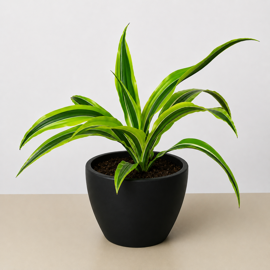 Dracaena &