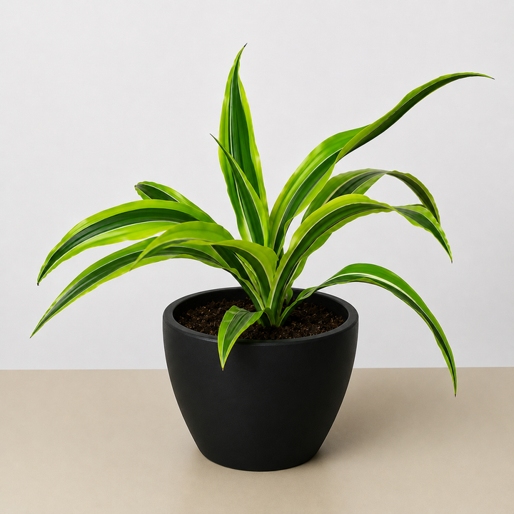 Dracaena &