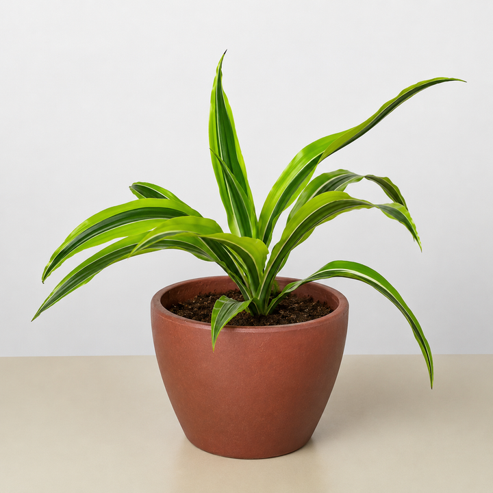 Dracaena &