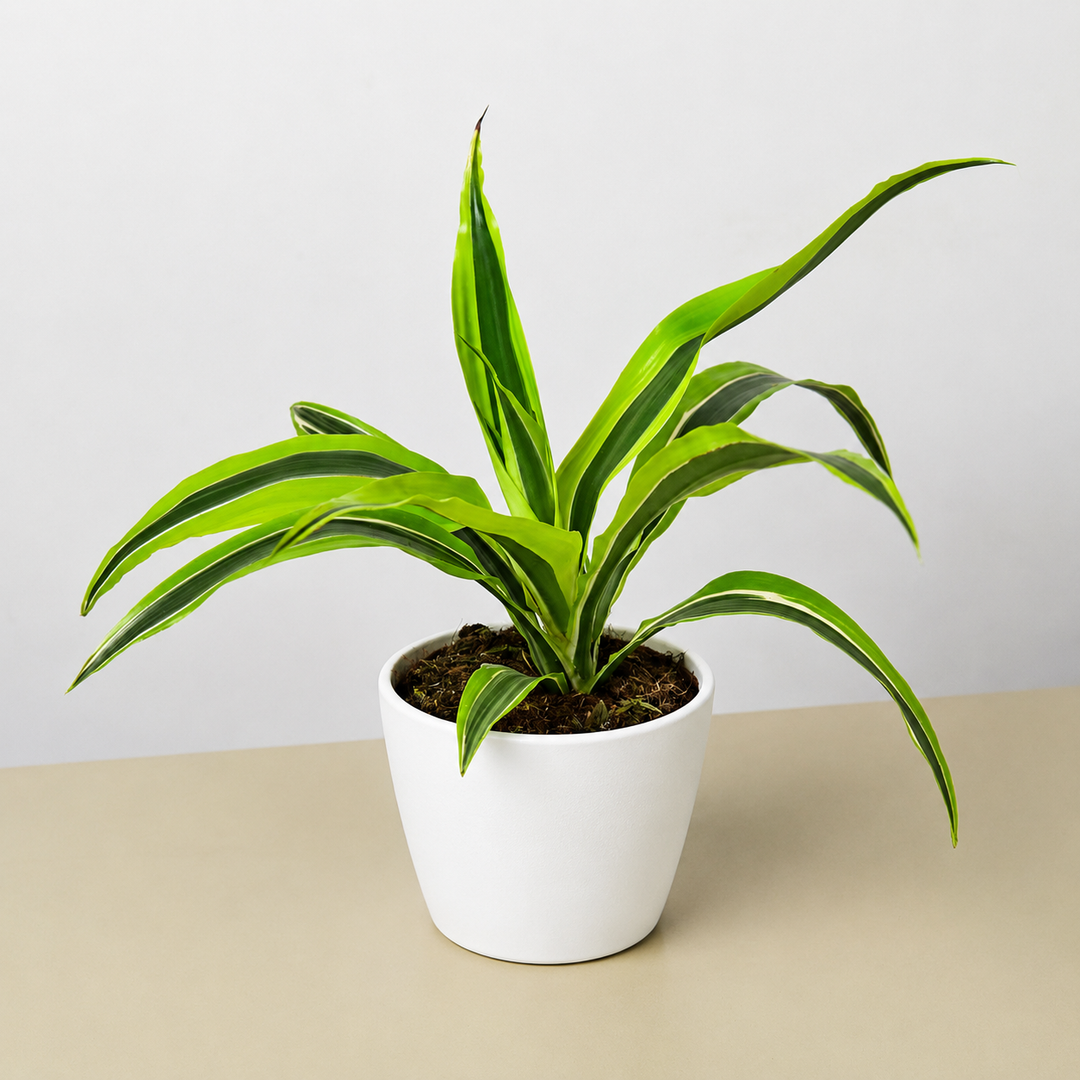 Dracaena &