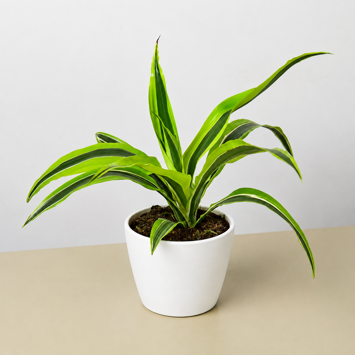 Dracaena &