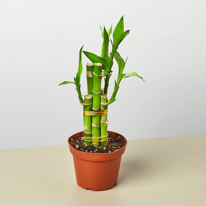 Dracaena &