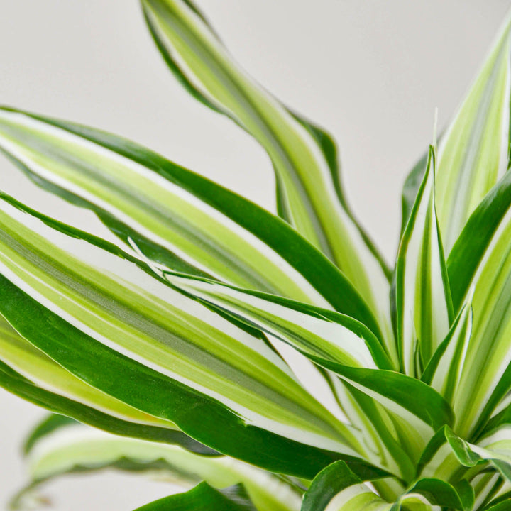 Dracaena &