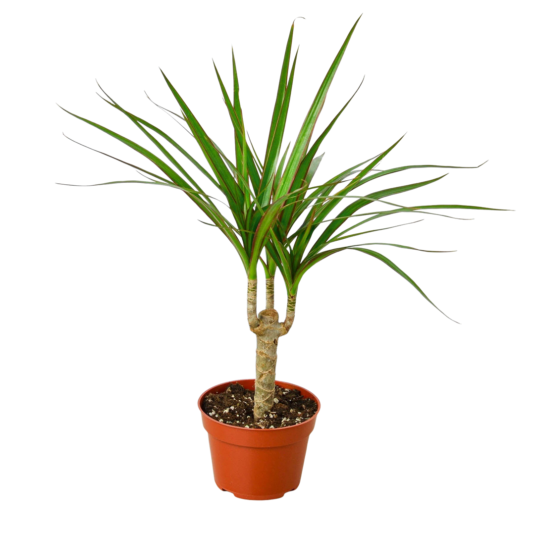 Dracaena &