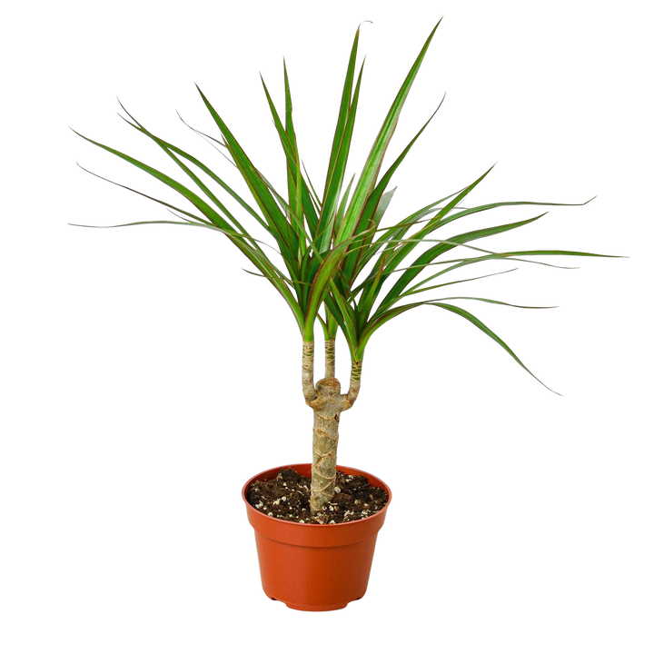 Dracaena &