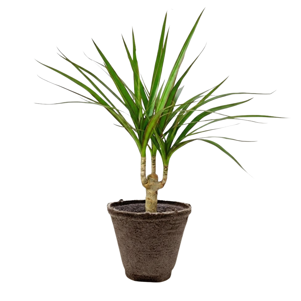 Dracaena &