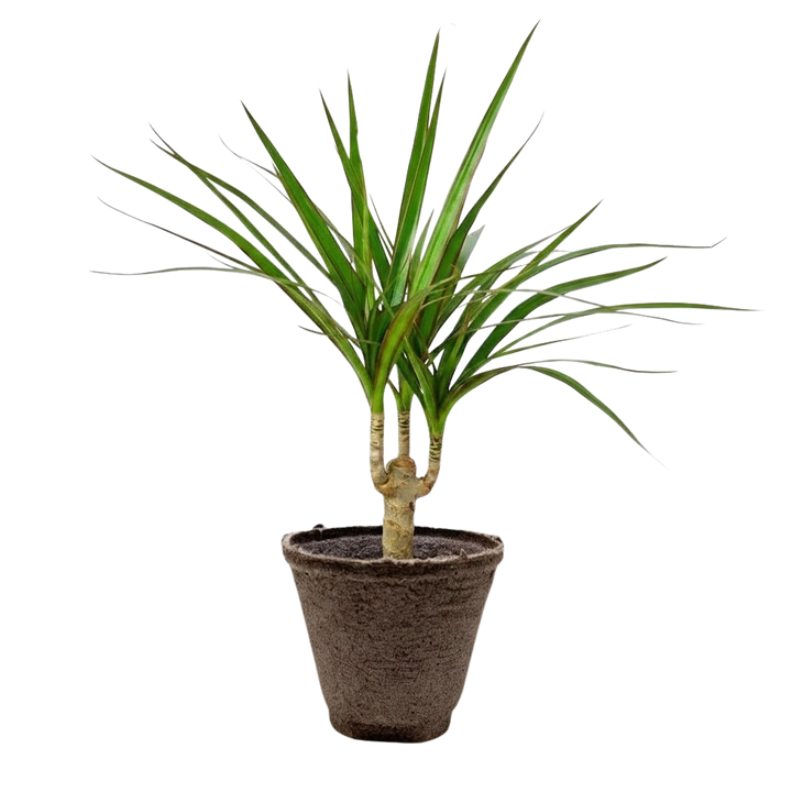 Dracaena &