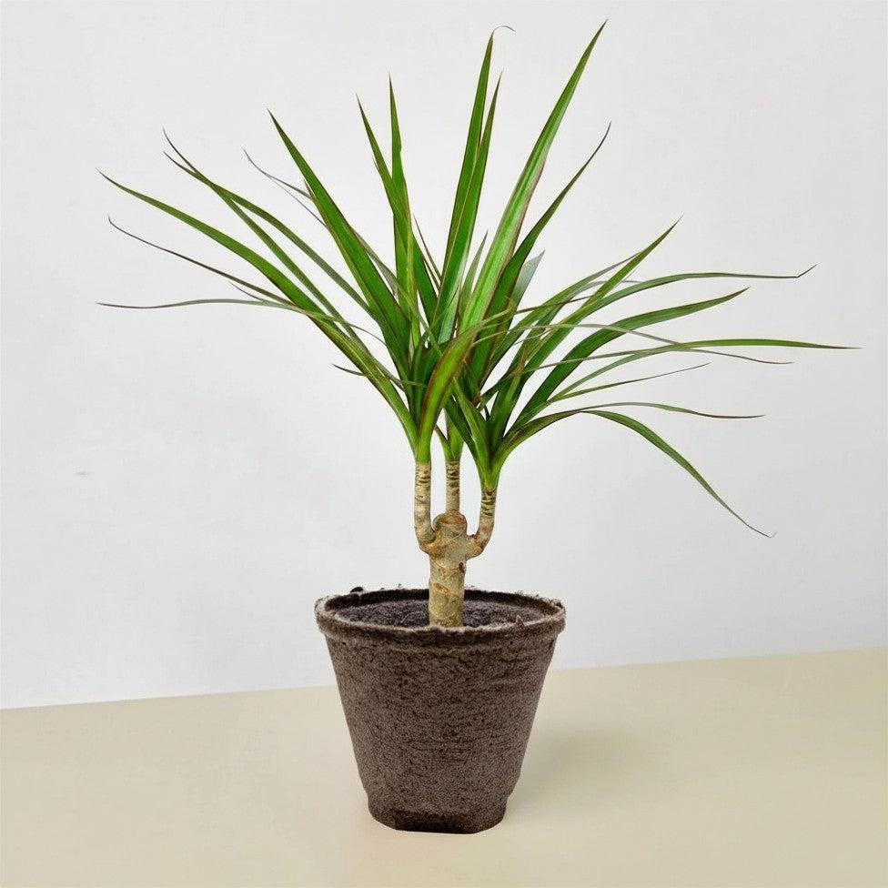 Dracaena &