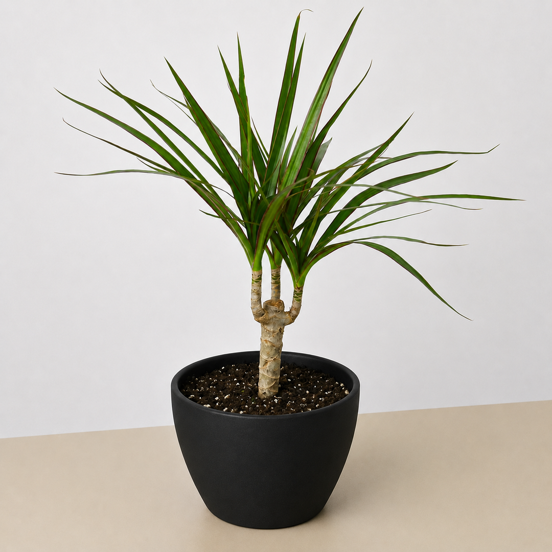 Dracaena &