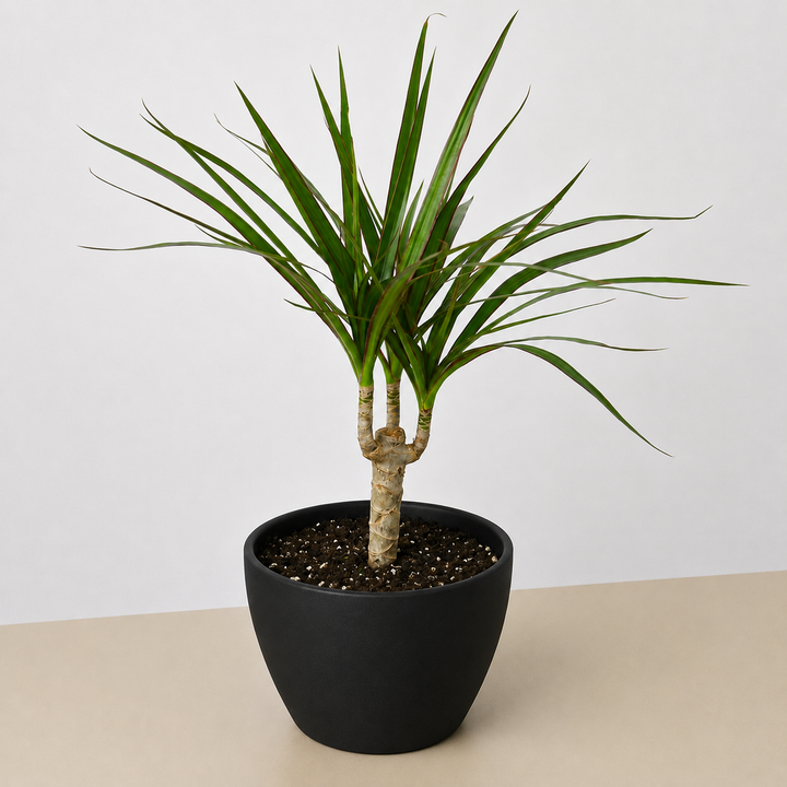 Dracaena &