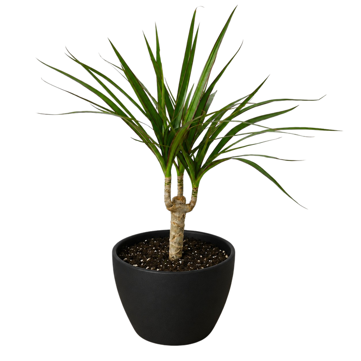 Dracaena &