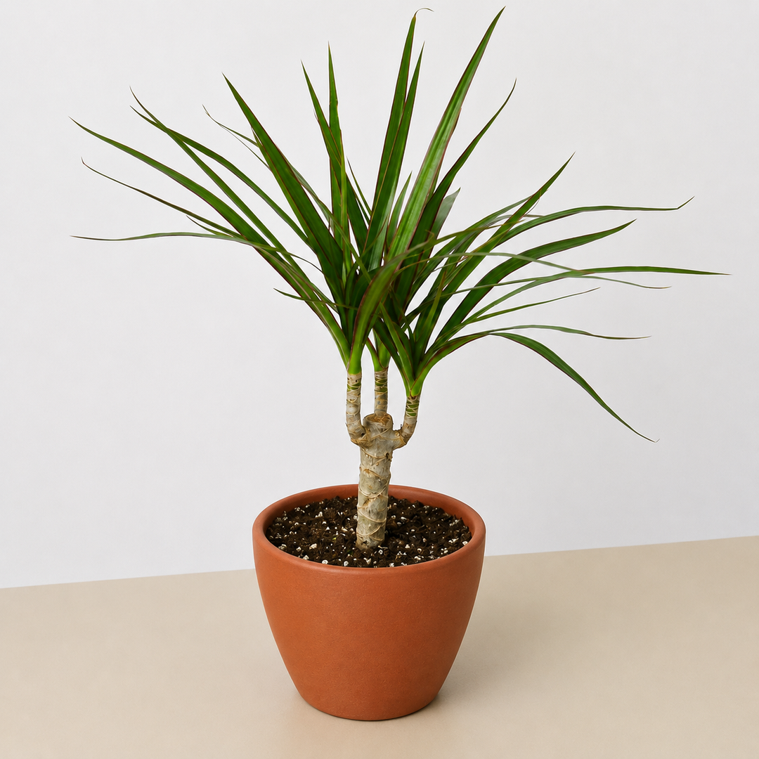 Dracaena &