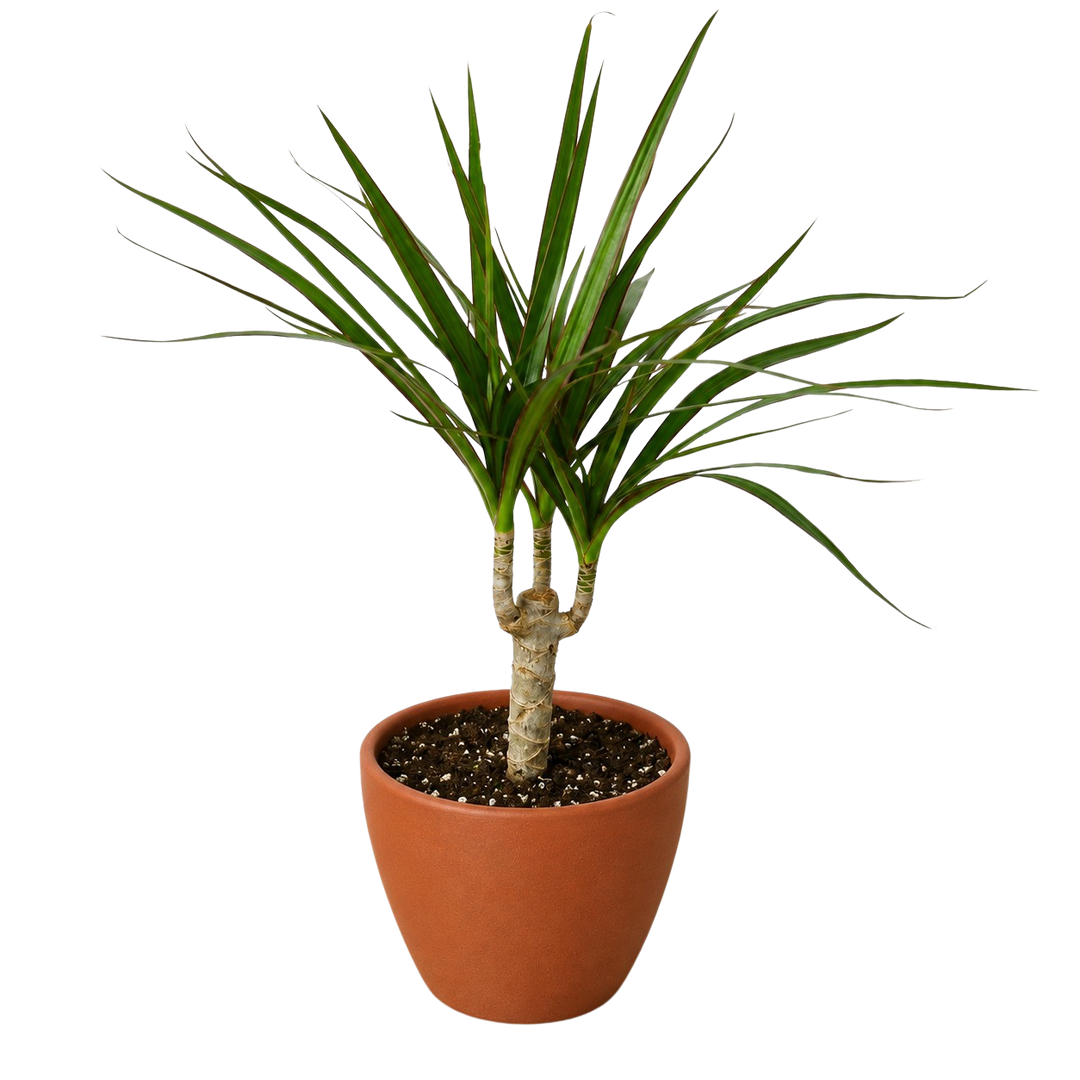 Dracaena &