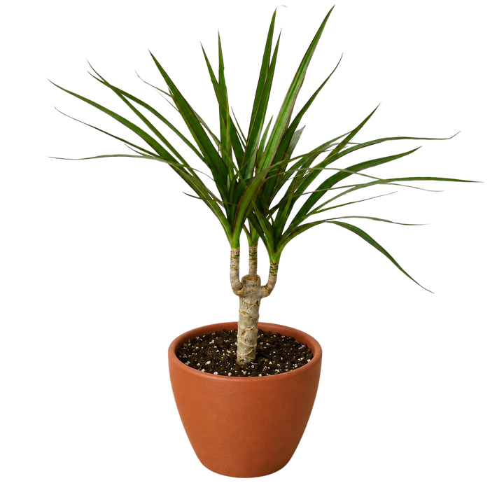 Dracaena &