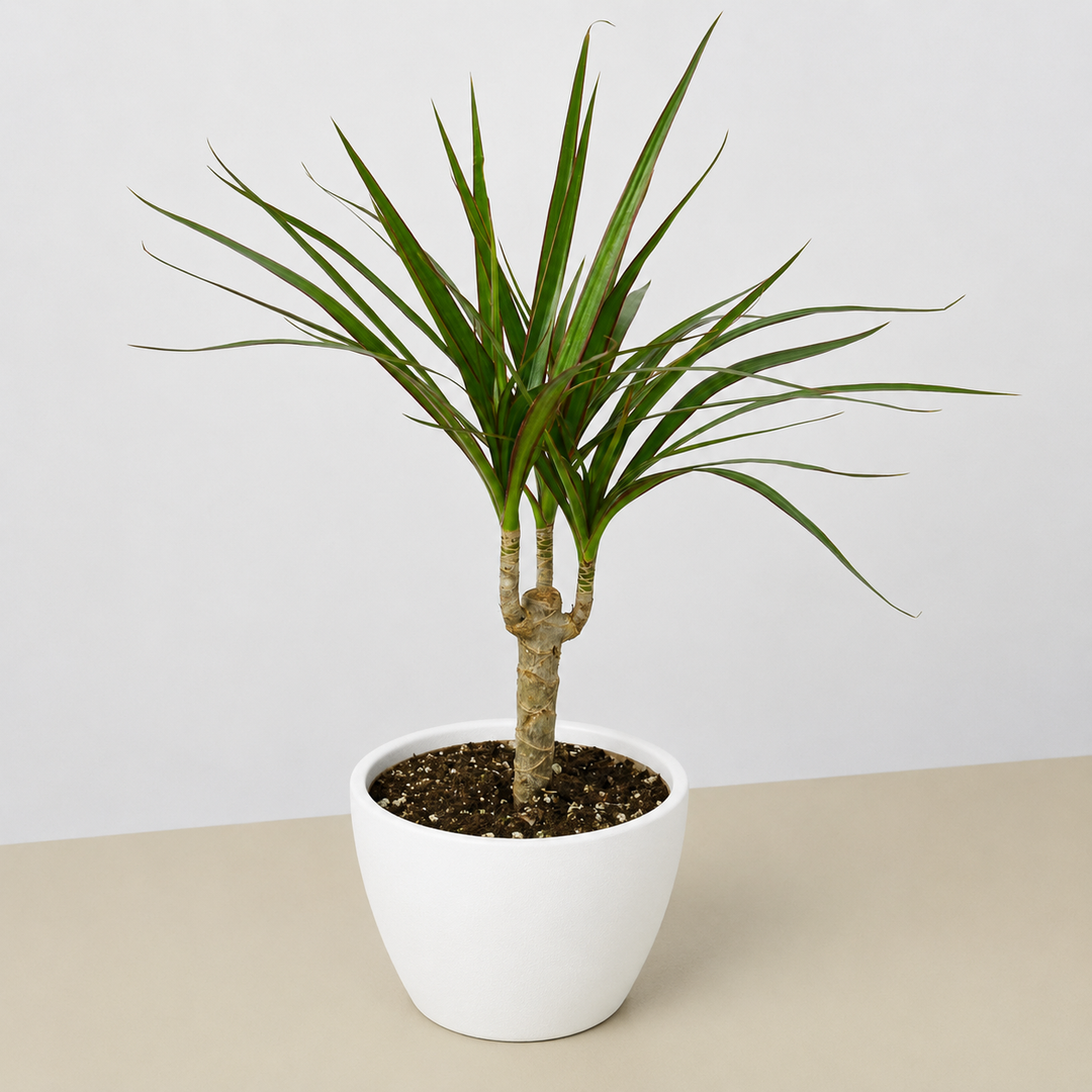 Dracaena &