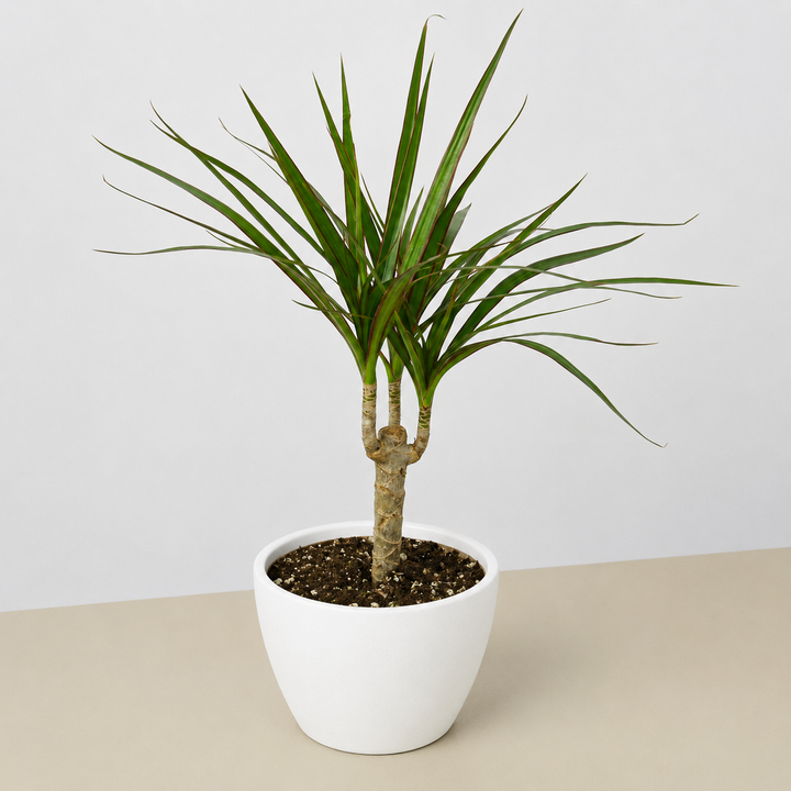 Dracaena &