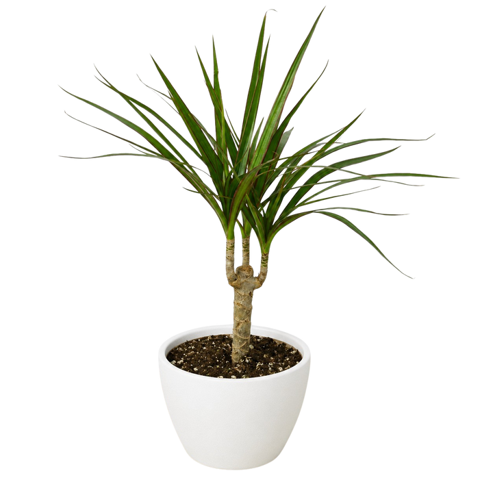 Dracaena &