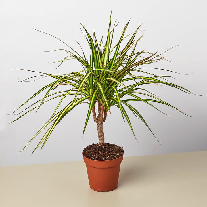Dracaena Marginata &
