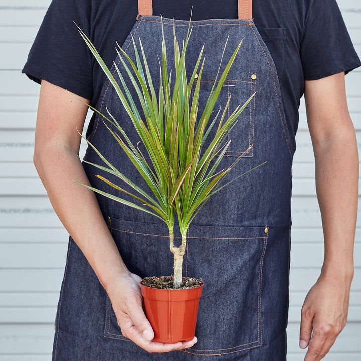 Dracaena &