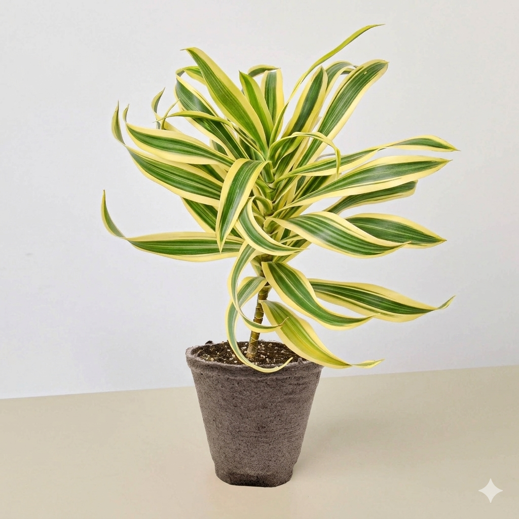 Dracaena Song of India