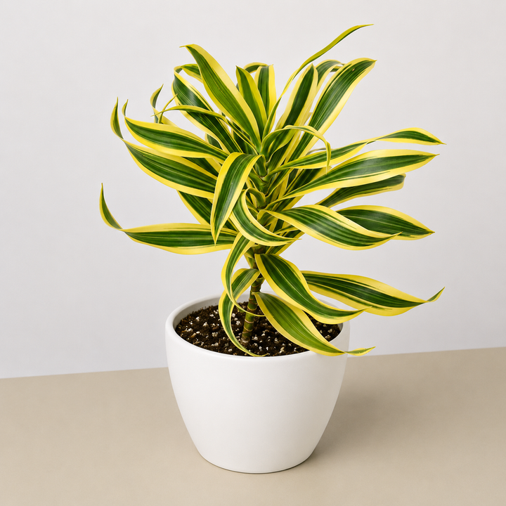 Dracaena Song of India