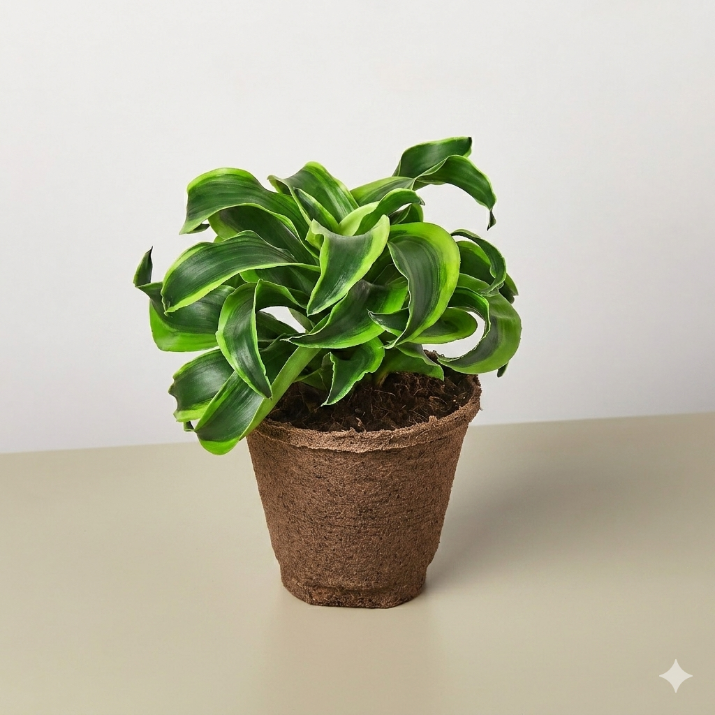 Dracaena &