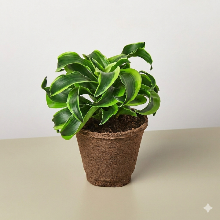 Dracaena &