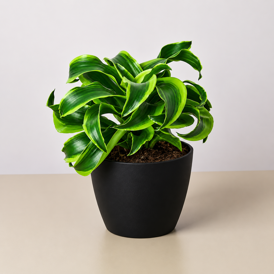 Dracaena &