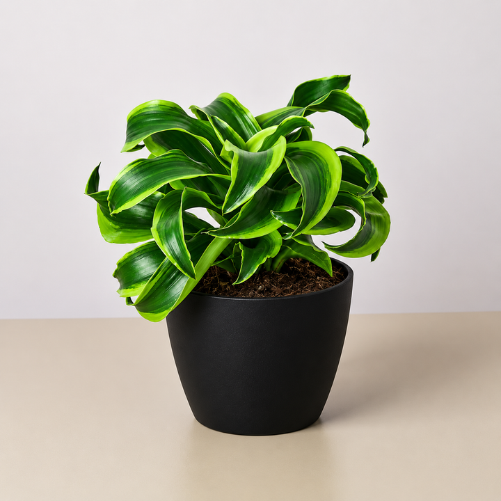 Dracaena &