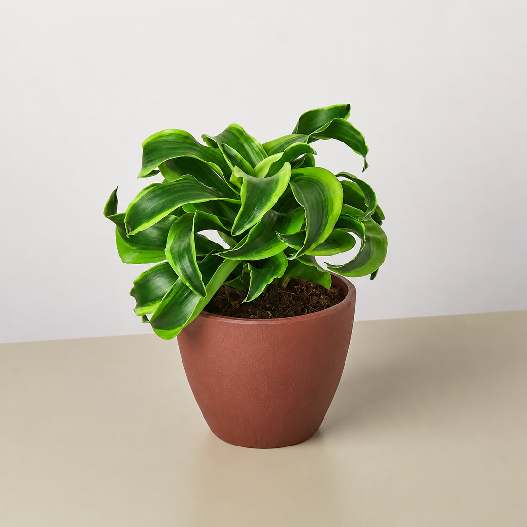 Dracaena &