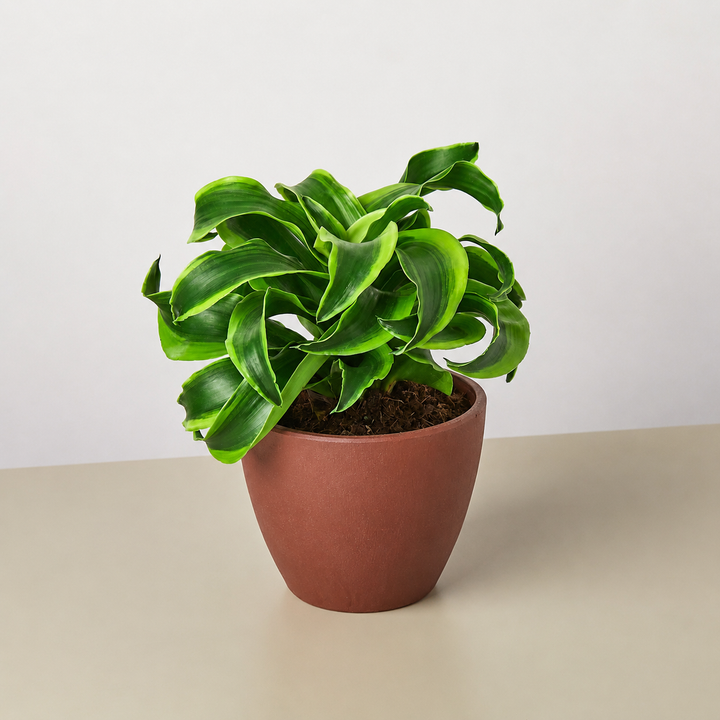 Dracaena &
