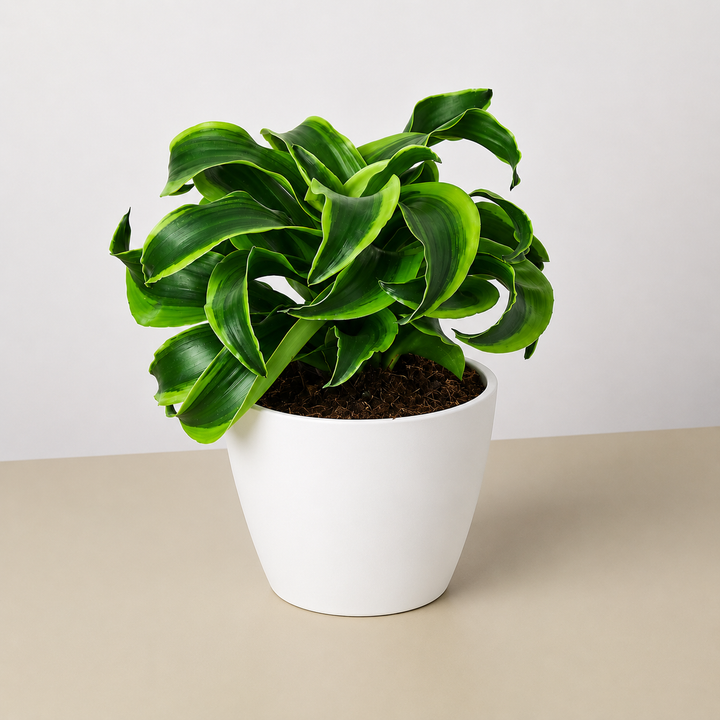 Dracaena &