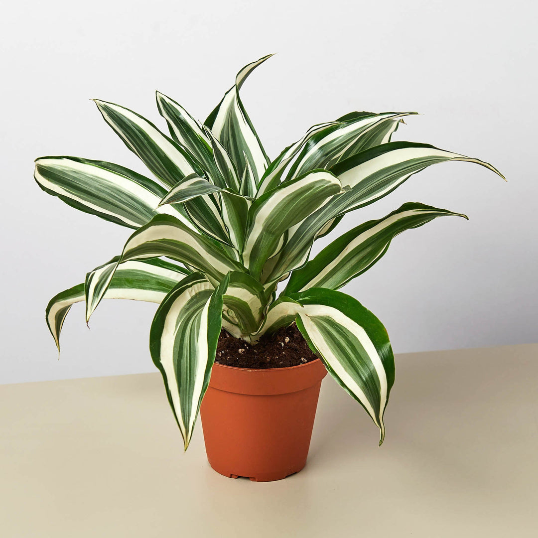Dracaena Warneckii &