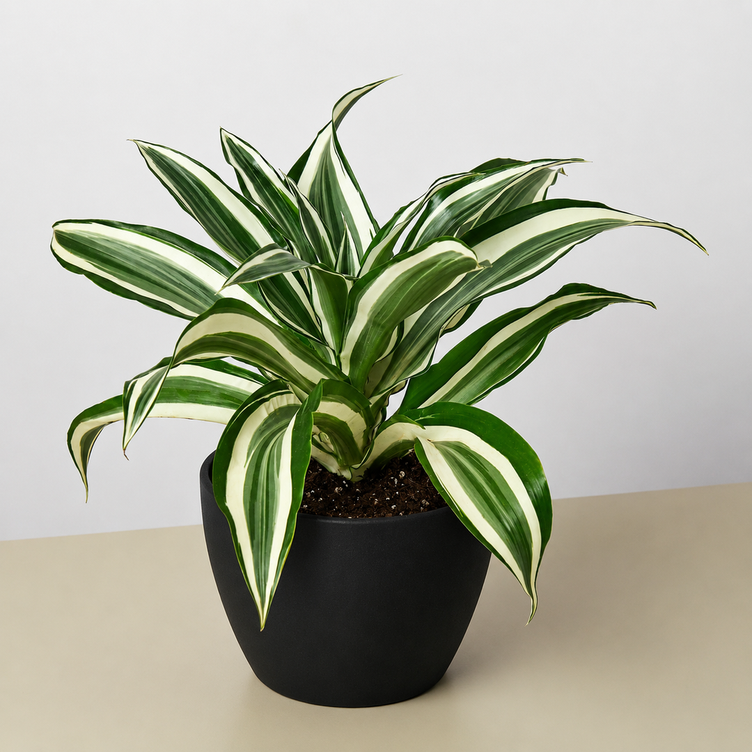 Dracaena Warneckii &