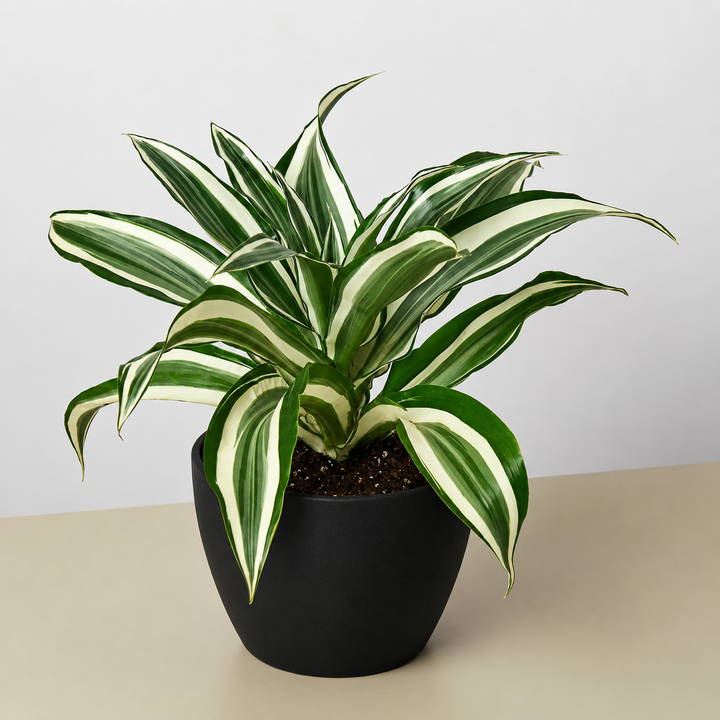 Dracaena Warneckii &
