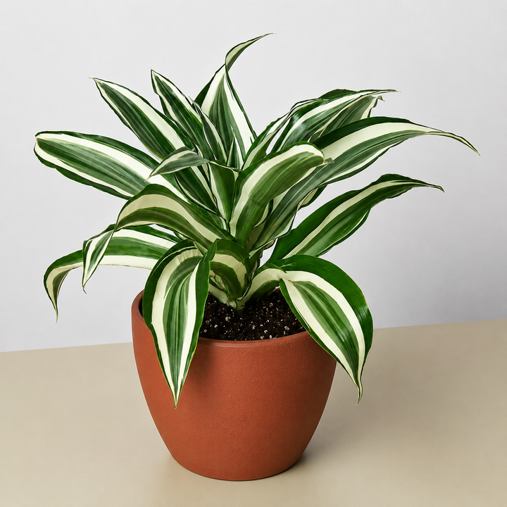 Dracaena Warneckii &