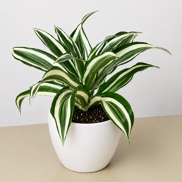 Dracaena Warneckii &