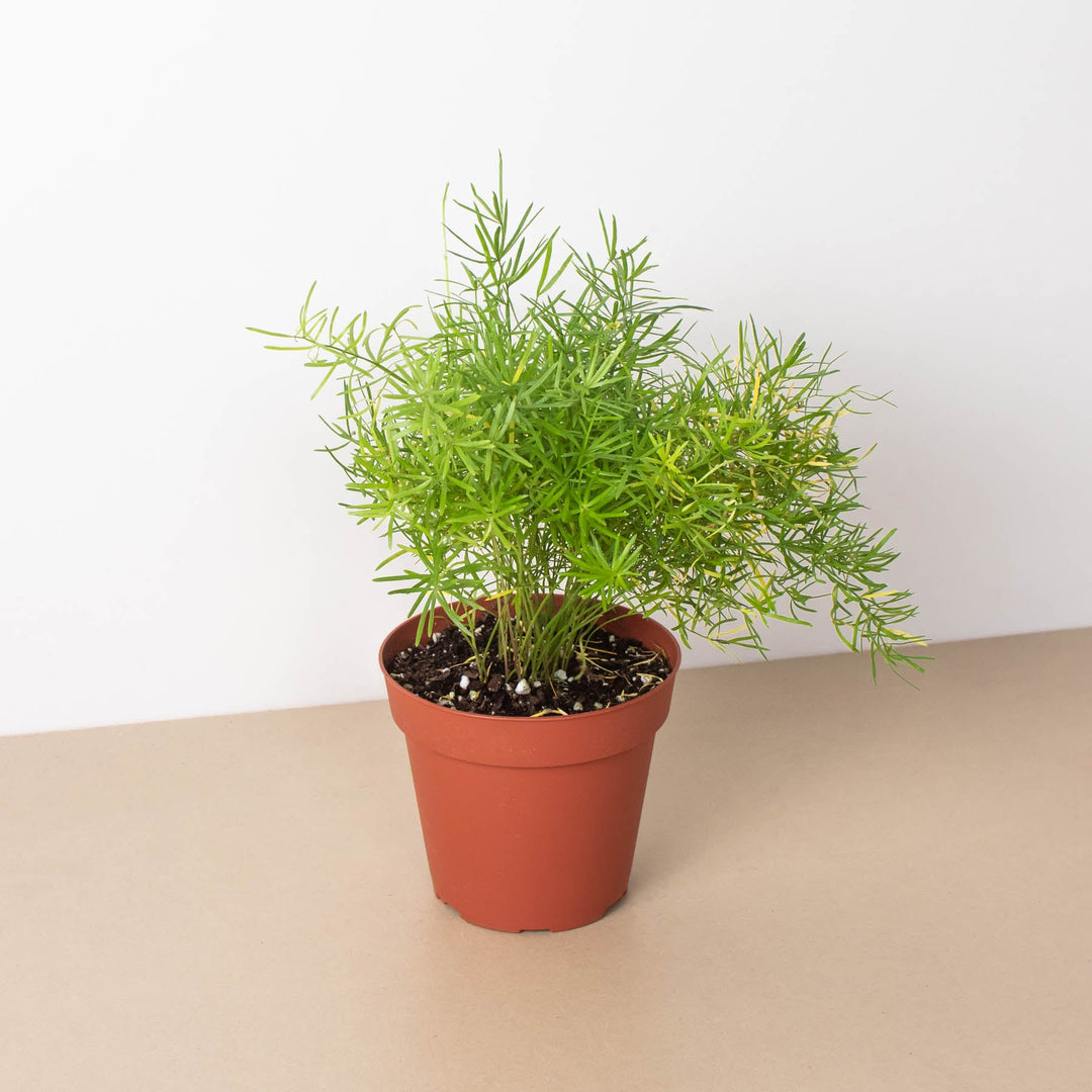 Fern &