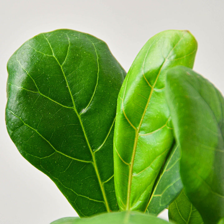 Ficus Lyrata &
