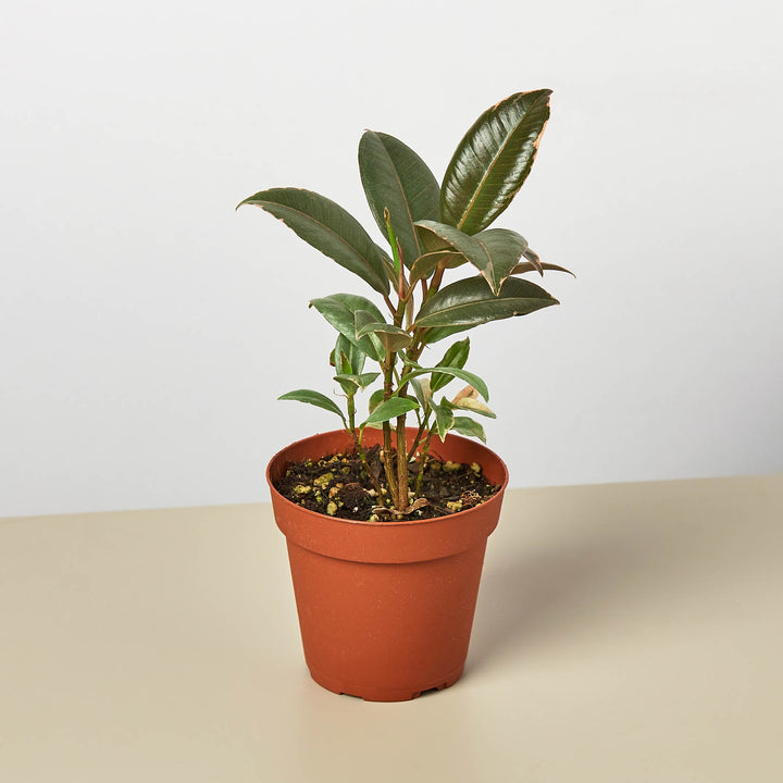 Ficus Elastica &