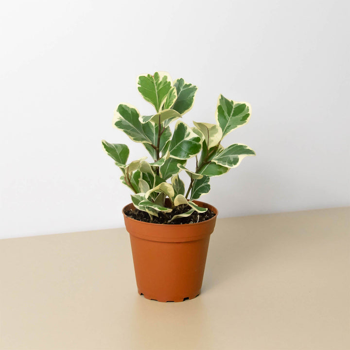 Ficus &