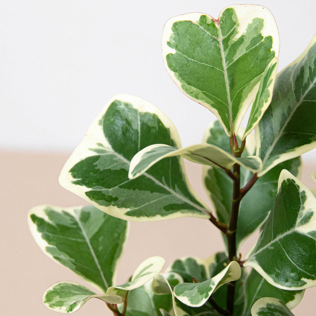 Ficus &