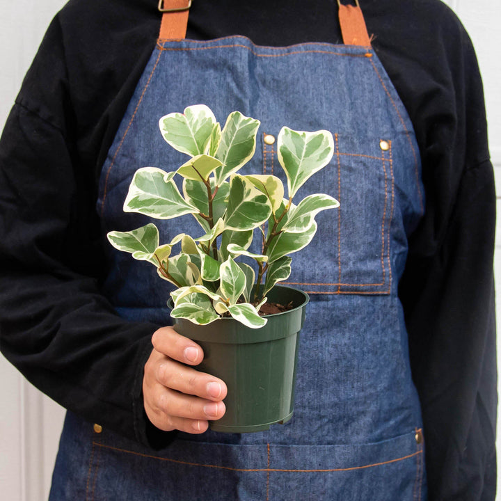 Ficus &
