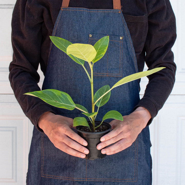 Ficus Altissima &