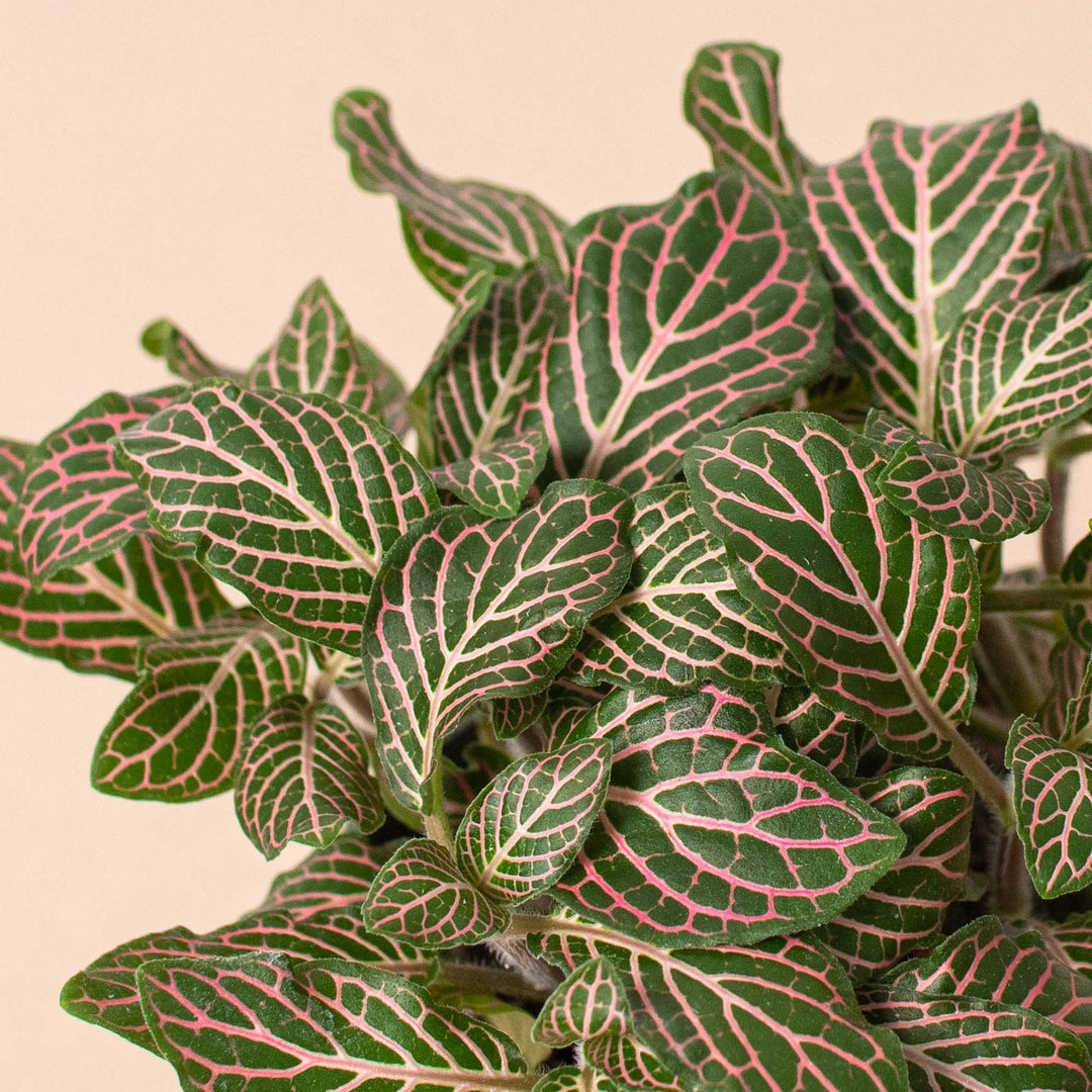 Fittonia &