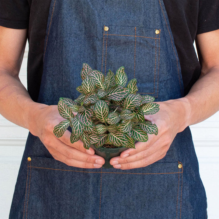 Fittonia &