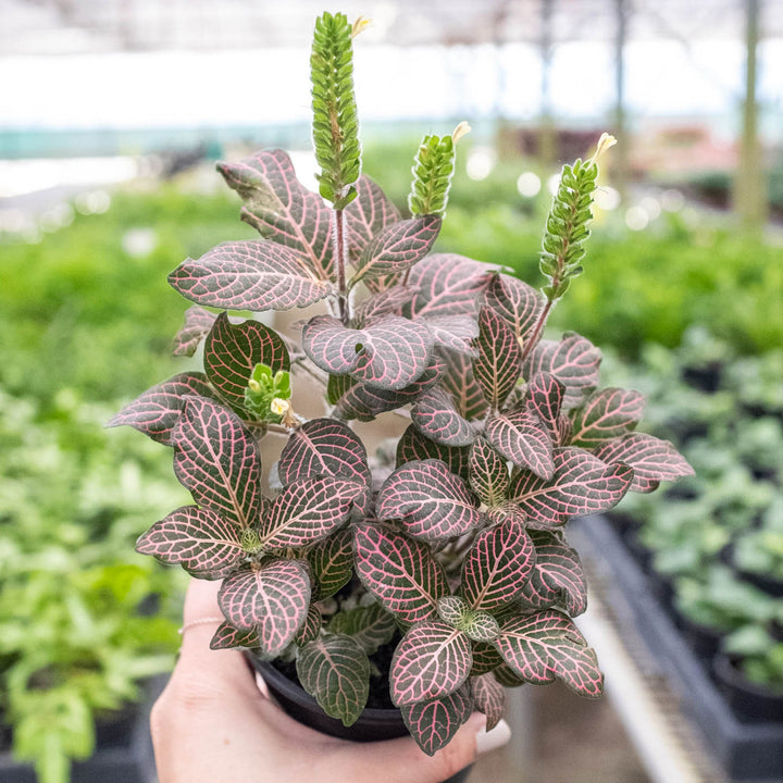 Fittonia &