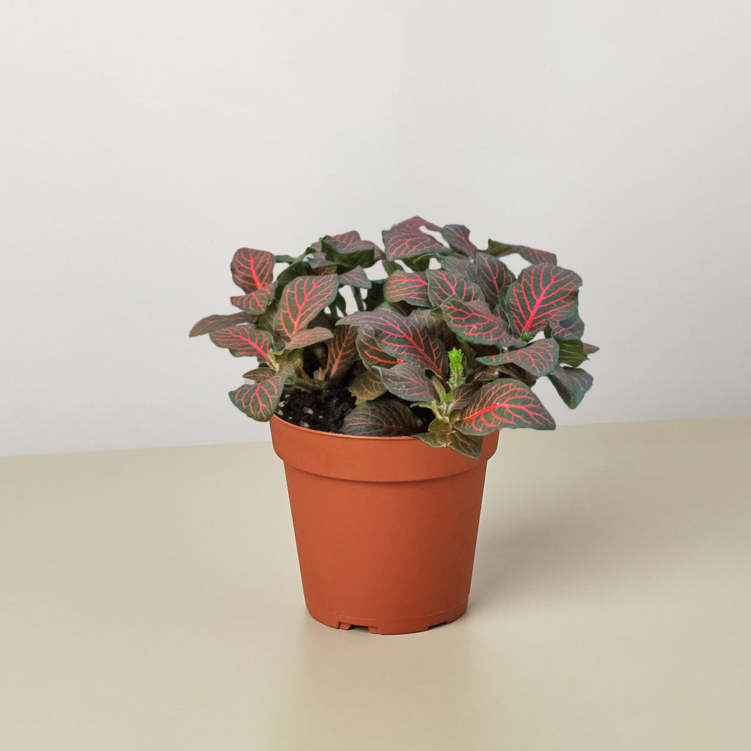 Fittonia &
