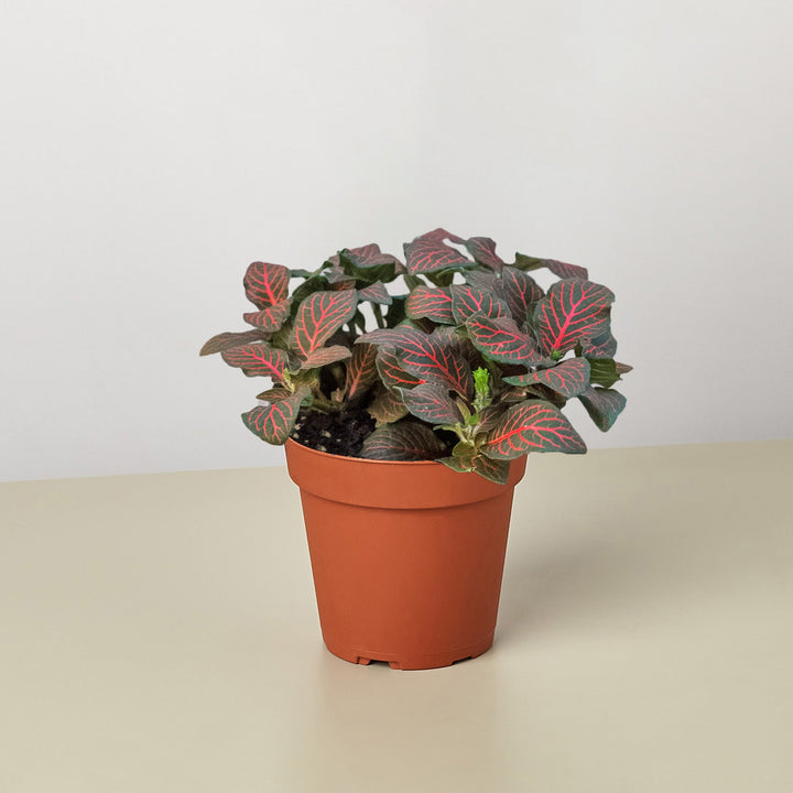 Fittonia &
